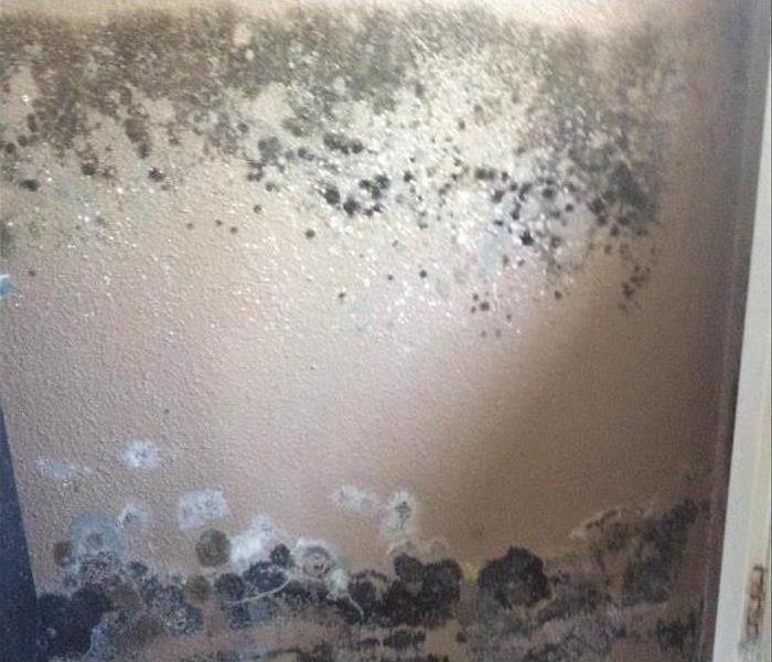 wall covered with mold growth